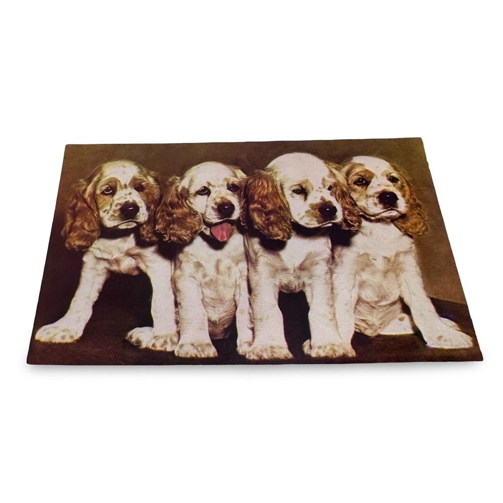 Vintage Cocker Spaniel Puppies Postcard Mike Roberts Natural Color Unused 1960s